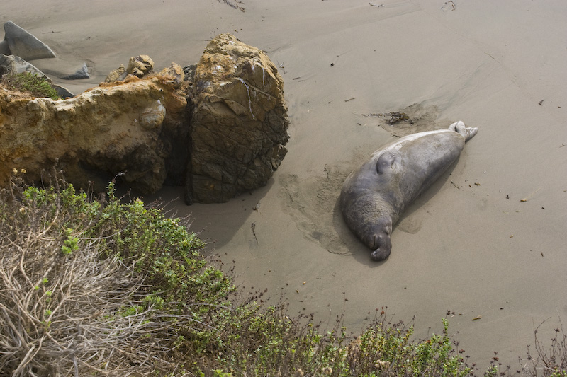 Northern Elephant Seal On Beach